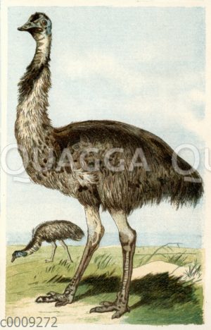 Emu