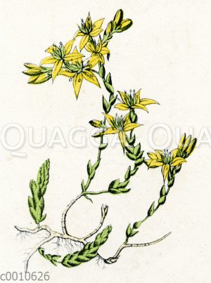 Scharfer Mauerpfeffer