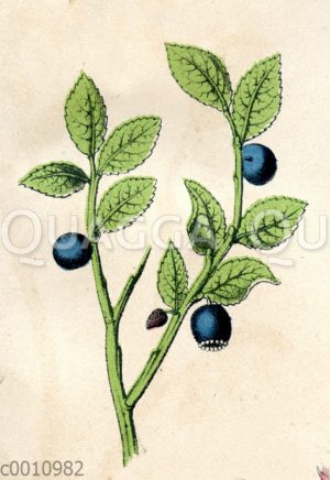 Heidelbeere (Blaubeere)