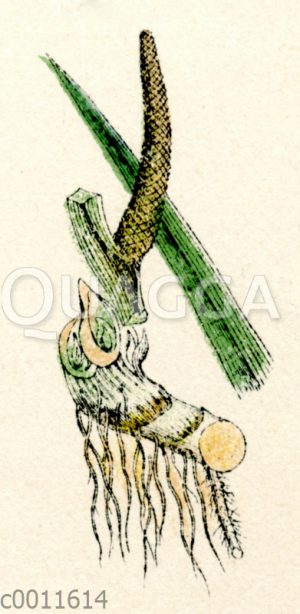 Kalmus