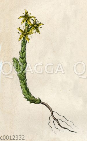 Scharfer Mauerpfeffer