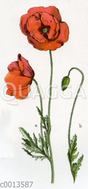 Klatschmohn