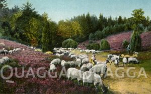 Schafherde in der Lüneburger Heide