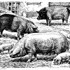 Hausschwein: Schweinerassen