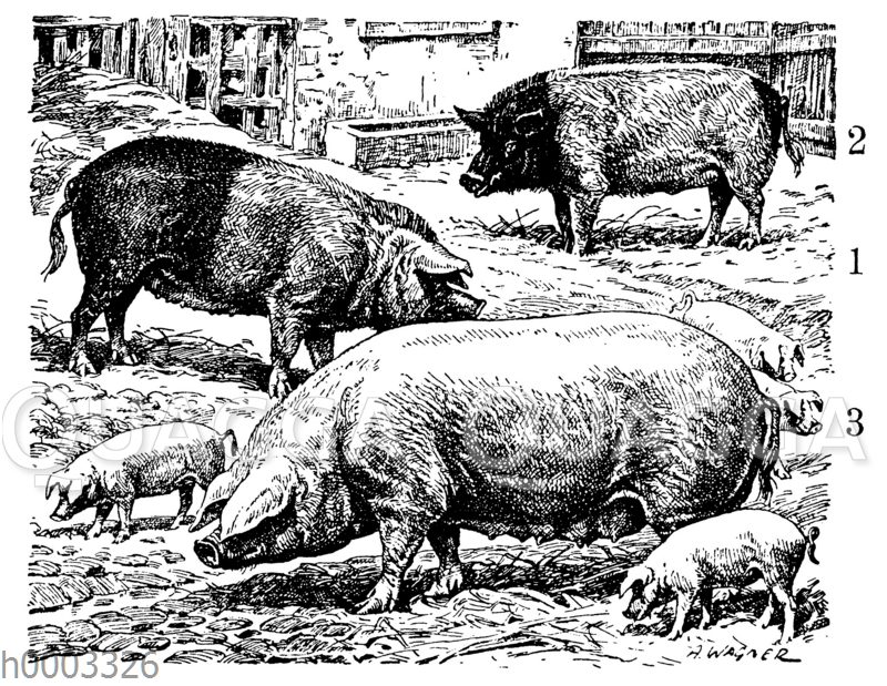 Hausschwein: Schweinerassen