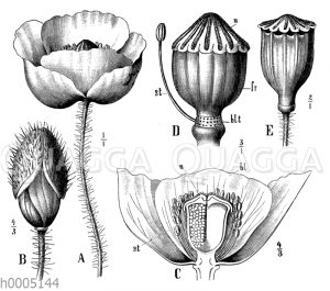 Klatschmohn