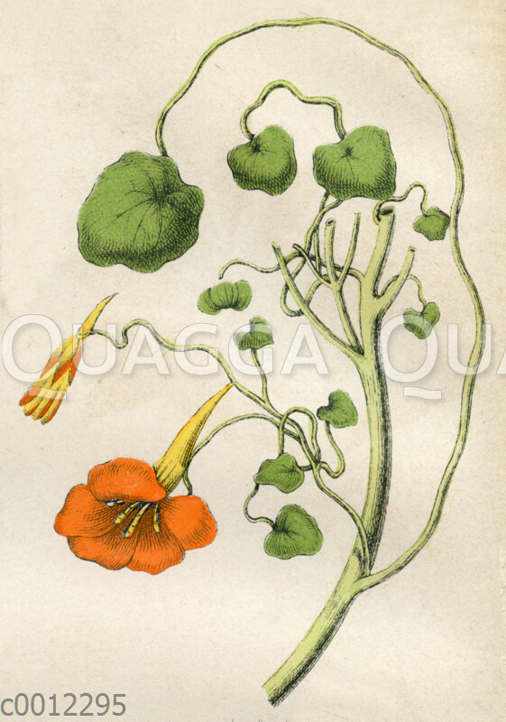 Große Kapuzinerkresse