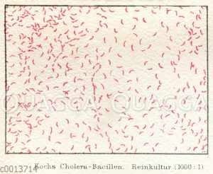 Kochs Cholera-Bakterien