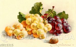 Weiße und blaue Weintrauben