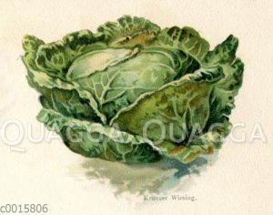 Krauser Wirsing