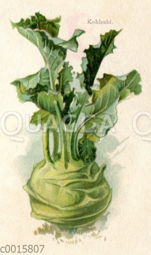 Kohlrabi