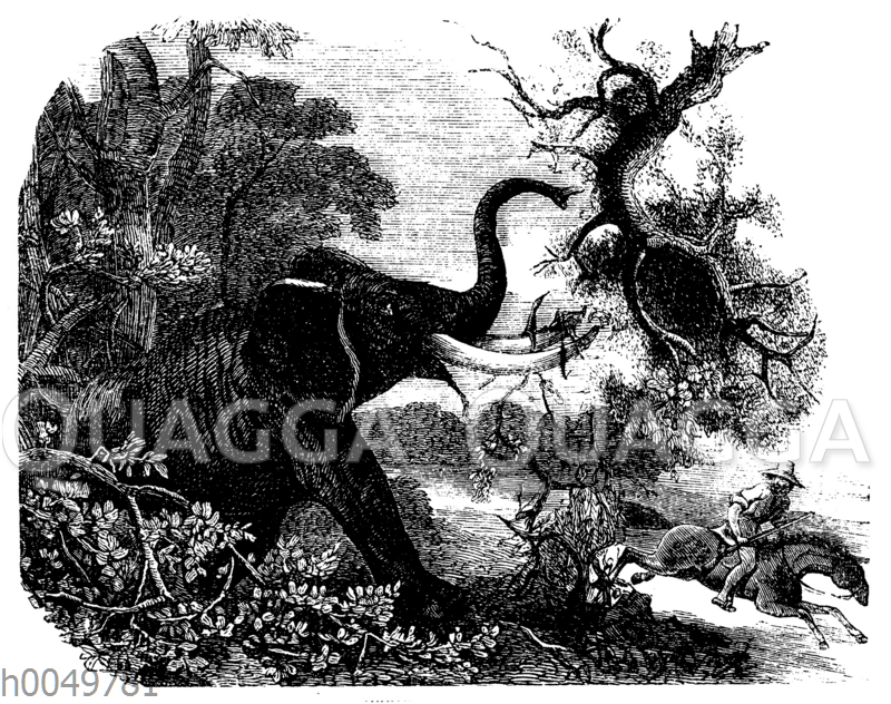 Afrikanischer Elefant