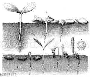 Entwicklung der Keimblätter bei Kürbis