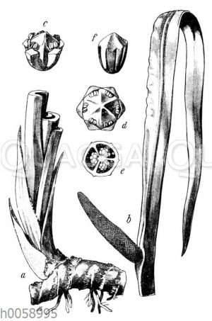 Kalmus