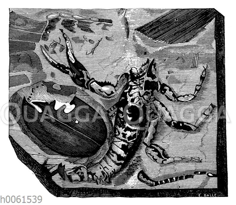 Cyclophthalmus Bucklandi