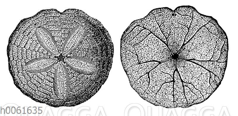Scutella striata