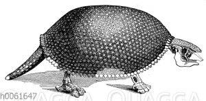 Glyptodon clavipes