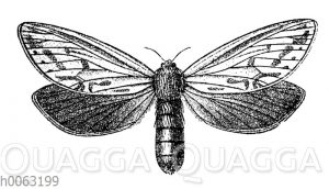 Hopfenspinner