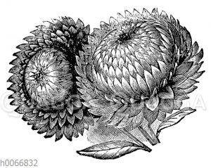 Strohblume