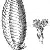 Welwitschie