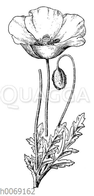 Klatschmohn