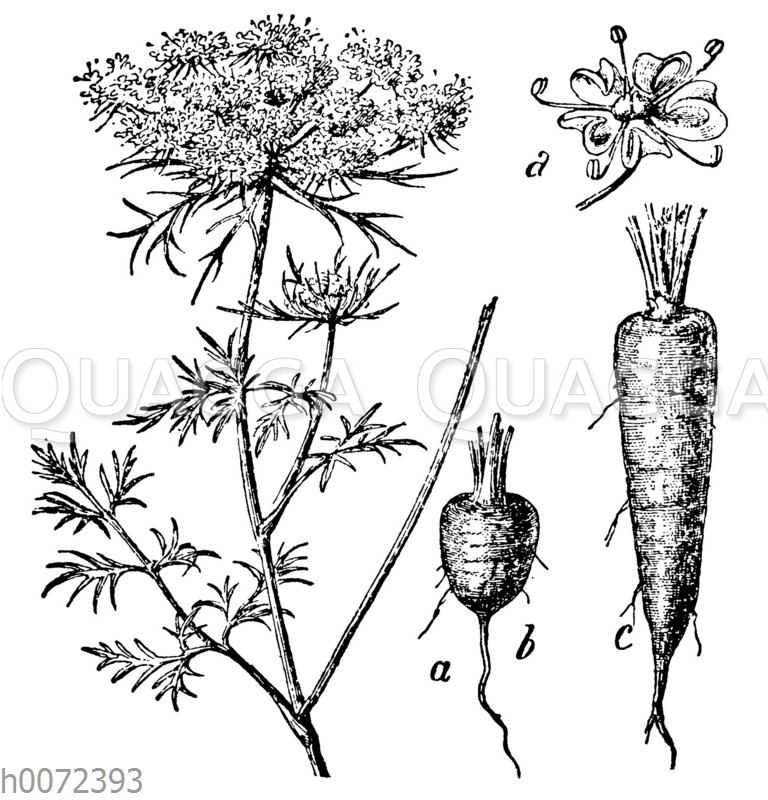 Möhre - Quagga Illustrations