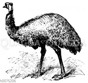 Emu