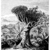 Drachenbaum von Orotava auf Teneriffa