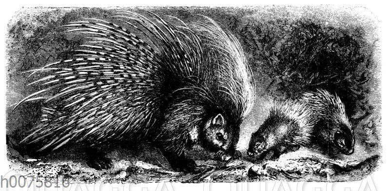 Stachelschwein