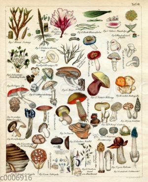 Verschiedene Arten von Pilzen
