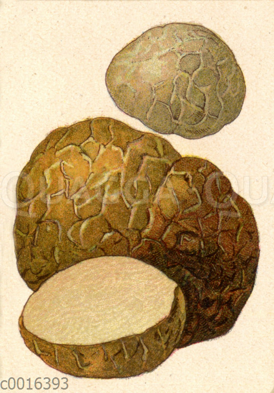 Weiße Trüffel - Quagga Illustrations