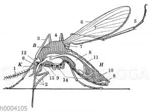 Stechmücke: Längsschnitt durch den Körper