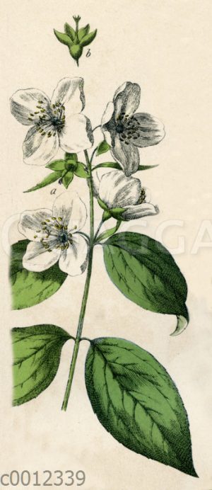Wilder Jasmin