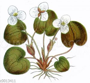 Froschbiss