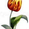 Garten-Tulpe