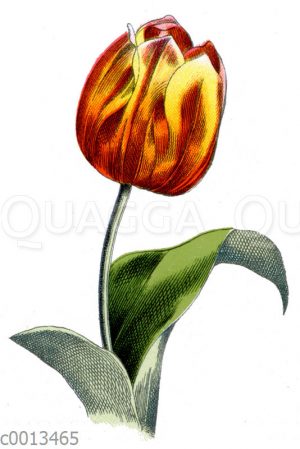 Garten-Tulpe