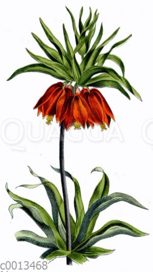 Kaiserkrone