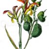 Indisches Blumenrohr