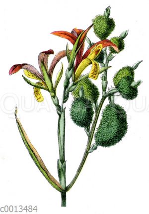 Indisches Blumenrohr