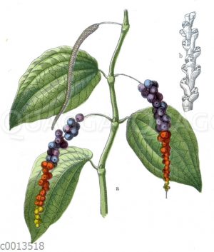 Pfeffer