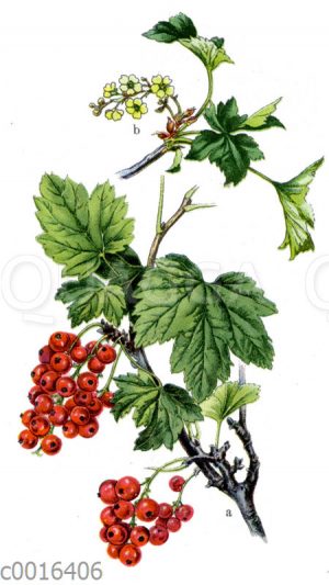 Rote Johannisbeere