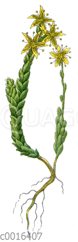 Scharfer Mauerpfeffer