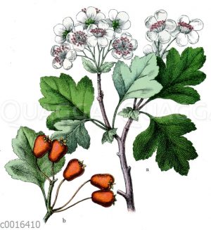 Weißdorn