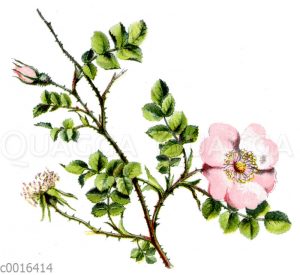 Wein-Rose