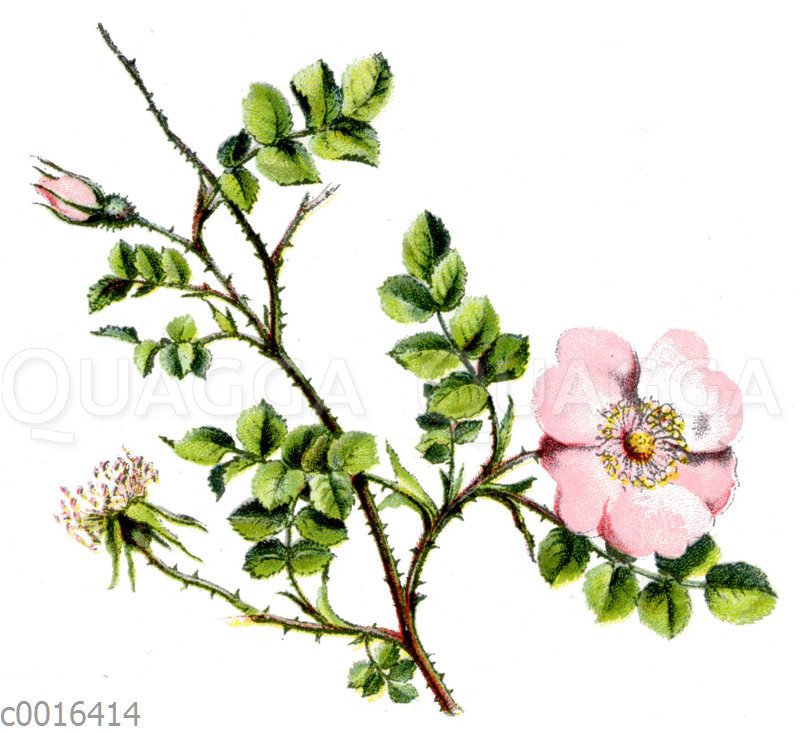 Wein-Rose