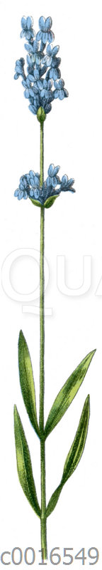 Lavendel