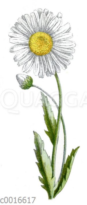 Magerwiesen-Margerite