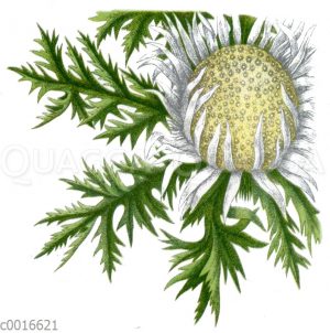 Silberdistel