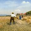 Getreideernte: Mähen des Getreides mit der Sense