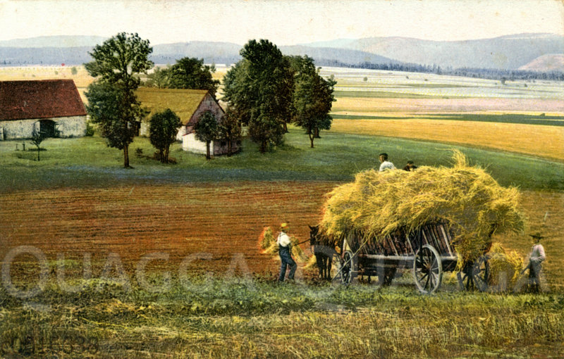 Heuernte Quagga Illustrations